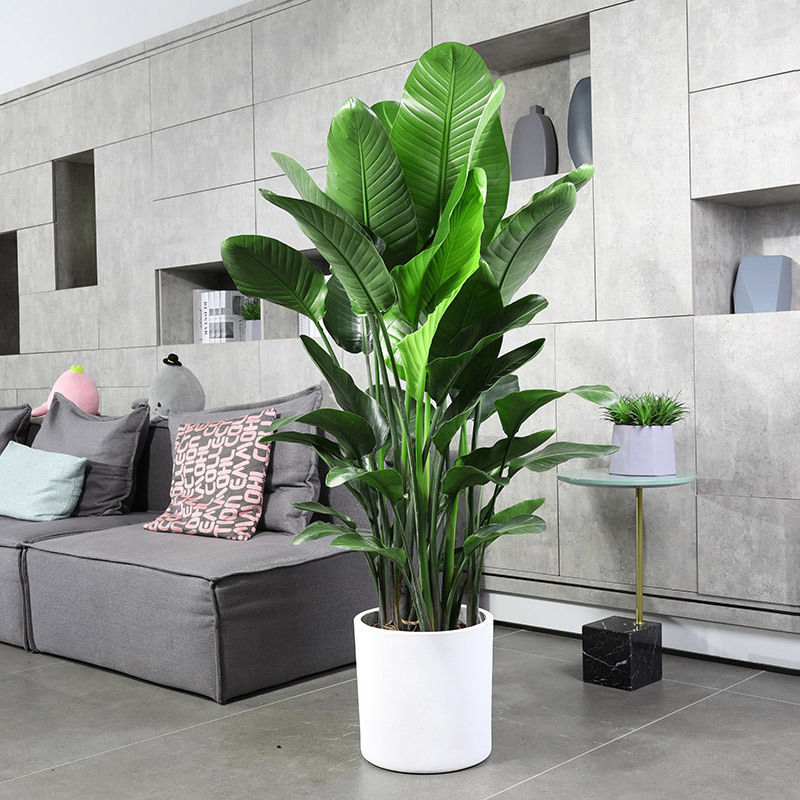 大型绿植